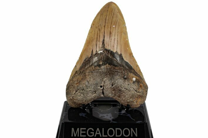 Fossil Megalodon Tooth - North Carolina #199697